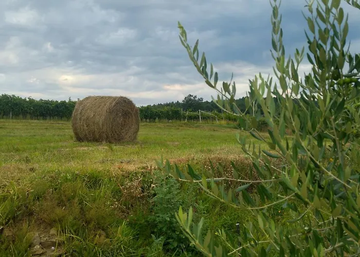 Nostalgia Pool & Wellness